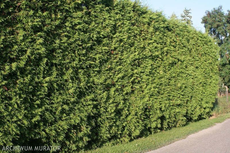 Tuja 'Brabant'
